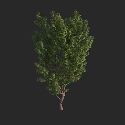 Tall Arbor With Lush Green Leaves And Natural Strong Trunk Structure 3d model