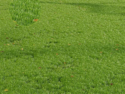 Lush Green Grass in Outdoor Natural Setting with Scattered Fallen Leaves 3d model