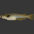 Golden Freshwater Fish With Shiny Silver Body And Orange Tail On Dark Background