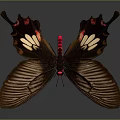 Brown Butterfly With Red White Patterns Unique Wing Shape And Spread Wings On Dark Background