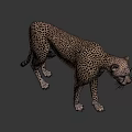 Cheetah With Spotted Fur Standing In Side Profile Against Dark Background 3d model
