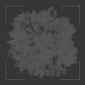 Lush Green Tree With Dense Leaves Trunk And Human Silhouette In Outdoor Scene