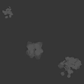 Three Different Shaped Shrubs With Green And White Variegated Leaves On Black Background