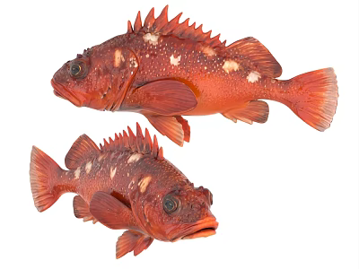 Two Vibrant Red Aquatic Fish With White Spots And Fins Showcased In Isolated White Background 3d model