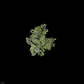 Lush Green Arbor Featuring Dense Branches Vibrant Foliage And Natural Growth Structure