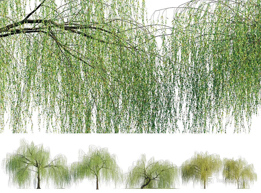 Graceful Willow Trees With Weeping Green Branches And Various Growth Forms 3d model 