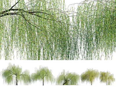 Graceful Willow Trees With Weeping Green Branches And Various Growth Forms 3d model