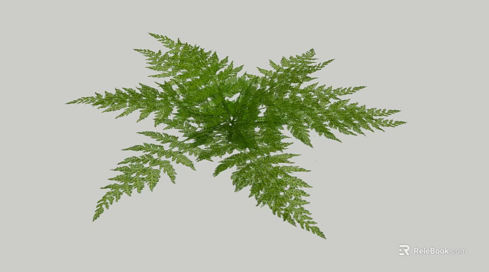 Lush Green Fern Plant with Vibrant Feathery Leaves and Fresh Foliage 3d model 