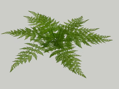 Lush Green Fern Plant with Vibrant Feathery Leaves and Fresh Foliage 3d model