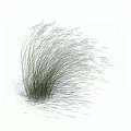 Natural Ornamental Grass With Long Slender Leaves Growing On White Background