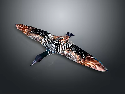 Flying Duck With Spread Wings And Brown Black Striped Feathers On Gray Background 3d model