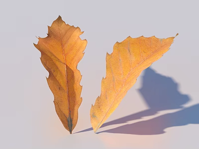 Yellow Autumn Leaves With Visible Veins On Light Background And Shadows 3d model