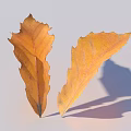 Yellow Autumn Leaves With Visible Veins On Light Background And Shadows