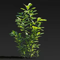 Lush Green Tree With Dense Foliage Against Black Background And Shadow 3d model