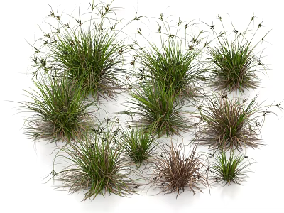 Ornamental Grasses and Clumping Herbs with Natural Growth and Green Brown Foliage 3d model