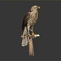 Detailed Brown Hawk Perched On Wooden Perch Against Gray Background