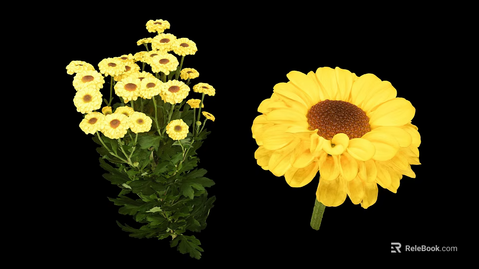 Yellow Daisy Like Flowers Cluster of Small Blooms and Large Single Bloom with Green Leaves 3d model 