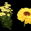 Yellow Daisy Like Flowers Cluster of Small Blooms and Large Single Bloom with Green Leaves
