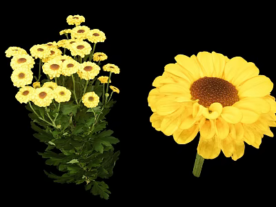 Yellow Daisy Like Flowers Cluster of Small Blooms and Large Single Bloom with Green Leaves 3d model