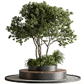 Lush Ornamental Tree with Circular Wooden Planter Gravel and Low Green Plants