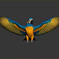 Blue and Orange Parrot with Spread Wings Vibrant Feathers on Grey Background