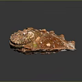 Shiny Aquatic Animal Shell With Rough Brownish Red Texture Protrusions And White Spots