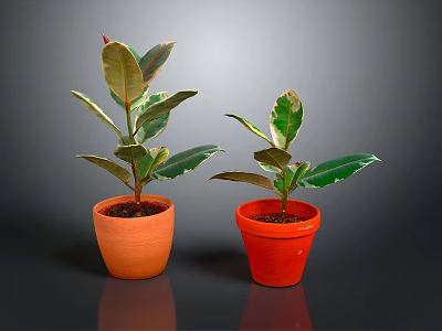 Two Potted Plants In Orange And Red Terracotta Pots With Green Red Edged Leaves 3d model