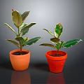 Two Potted Plants In Orange And Red Terracotta Pots With Green Red Edged Leaves