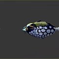 Vibrant Tropical Fish Displaying Colorful Patterns Yellow White Blue and Spotted Markings