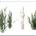 Garden Landscape Design With Clumping Green And Dried Herbaceous Plants