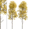 Three Slender Trunk Trees With Yellow Leaves On White Background 3d model