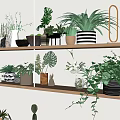 Stylish Indoor Bonsai Potted Plants Display With Shelves And Various Greenery