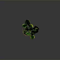 Bonsai Potted Plant With Green And Yellow Striped Leaves On Brown Soil Base