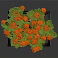 Orange Flower Plant With Green Leaves On Black Metal Decorative Stand
