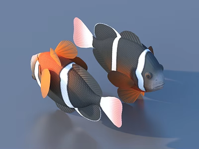 Two Beautiful Colorful Clownfish With Orange Black White Stripes And Pink Tails 3d model