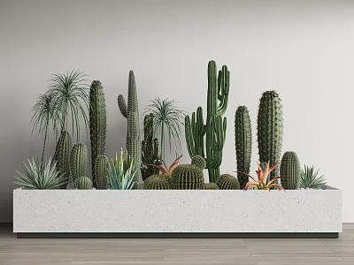 Potted Cacti and Succulent Plants in White Rectangular Planter Indoor with Gray Wall Wooden Floor 3d model