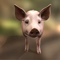 Adorable Pink Pig With Big Ears Standing On Green Grass Field