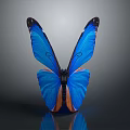 Blue Butterfly With Vibrant Blue And Orange Wings On Gray Background Showing Clear Reflection