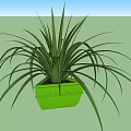 Two Bonsai Potted Plants with Green Planters and Long Slender Leaves