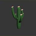 Green Cactus Plant With White Flowers And Multiple Branches On Dark Background