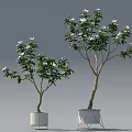 Two Potted Plants With Green Leaves White Flowers And White Different Design Pots