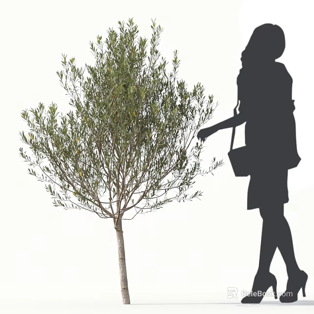 Green Leafy Tree With Slender Trunk And Woman Silhouette Touching Its Branches 3d model 