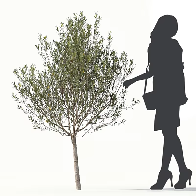 Green Leafy Tree With Slender Trunk And Woman Silhouette Touching Its Branches 3d model