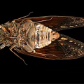 Detailed Cicada With Transparent Wings And Brown Body On Black Background