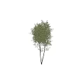 Two Lush Green Arbor Trees With Slender Trunks And Dense Foliage In Natural Landscape