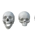 Anatomical Skull Models As Medical Devices For Educational And Research Applications
