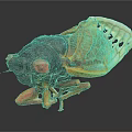 Cicada Recently Molted Exoskeleton With Transparent Wings And Detailed Body Structure 3d model