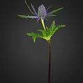 Eryngo Plant With Purple Spherical Flowers And Spiky Leaves On Black Background