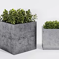 Lush Green Bonsai Potted Plants With Large And Small Concrete Planters
