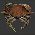 Orange Spotted Crab With Large Claws And Long Legs On Dark Background 3d model